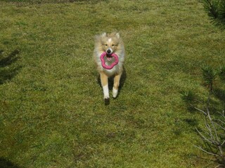 Собака породы шелти