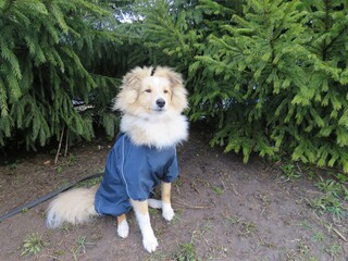 Собака породы шелти