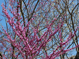 Blooming tree branches as a floral background