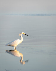 great blue heron ardea cinerea on lake reflection