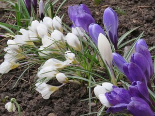 весенние цветы крокусы