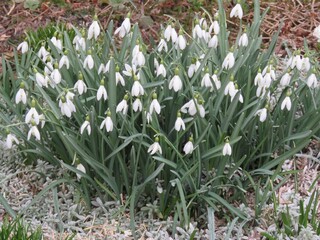 весенние цветы