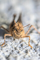 Bandwings, or band-winged grasshoppers