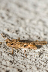 Bandwings, or band-winged grasshoppers