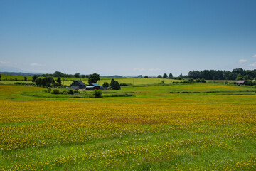 7月の美瑛たんぽぽ咲き誇る風景