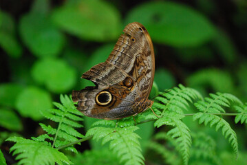 Owl butterfly (Caligo eurilochus) in Costa Rica