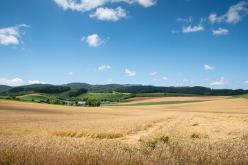 Fototapeta na wymiar 7月富良野の小麦畑