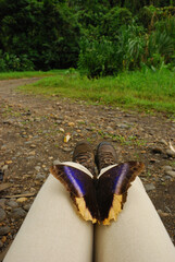 Owl butterfly (Caligo eurilochus) on my knees in Costa Rica