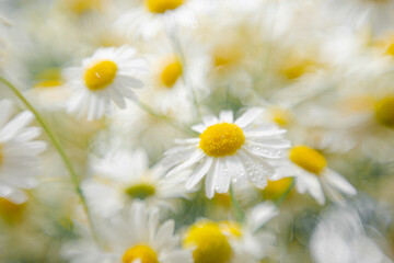 Fototapeta premium defocus Beautiful background with camomiles. Herbal tea is a natural ecological vegan. Close-up flower bouquet field. yellow white