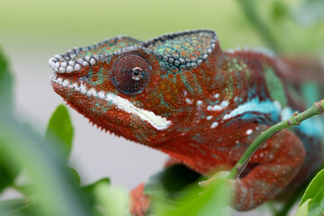 Adult male Ambilobe Panther Chameleon (Furcifer pardalis)