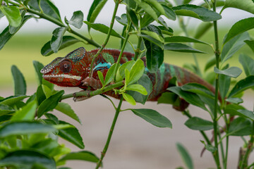 Adult male Ambilobe Panther Chameleon (Furcifer pardalis)