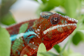 Adult male Ambilobe Panther Chameleon (Furcifer pardalis)