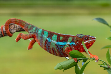 Adult male Ambilobe Panther Chameleon (Furcifer pardalis)