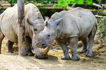 The white rhinoceros or square-lipped rhinoceros (Ceratotherium simum) is the largest extant species of rhinoceros.