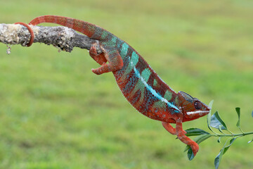 Adult male Ambilobe Panther Chameleon (Furcifer pardalis)