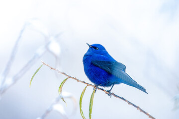 A blue bird is sitting alone on a branch