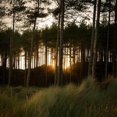 Pine trees by Newborough beach, Wales