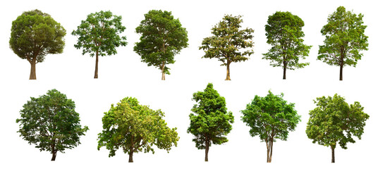 Fototapeta premium isolated tree green set is located on a white background. Collection of isolated tree green on white background Tropical tree