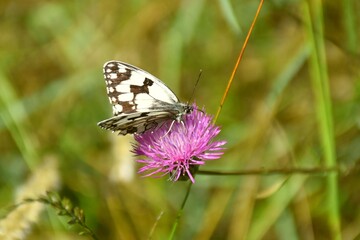 Side view of a Melanargia butterfly of the family Nymphalidae, black and white, perched on a Centaurea flower.