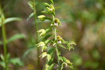 Orchid Epipactis helleborine in bloom in old asparagus field.