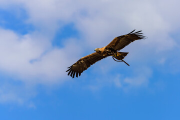 The golden eagle in flight