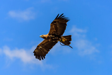 The golden eagle in flight