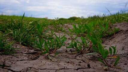green grass on the cracked ground