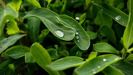 drop on a green leaf