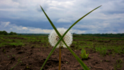 white dandelion behind blurred crossed blades of grass