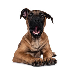 Handsome Boerboel / Malinois crossbreed dog, laying down facing front. Head up, looking ahead with mesmerizing light eyes. Isolated on white background. Mouth open / yawning.