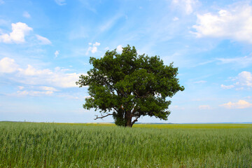 Fototapeta na wymiar Beautiful lonely oak tree in the field. Close-up. Background. Landscape.