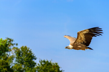 The griffon vulture (Gyps fulvus) is a large Old World vulture in the bird of prey family Accipitridae. It is also known as the Eurasian griffon.
