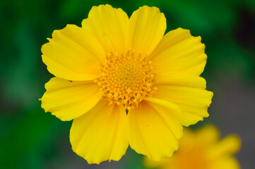 close-up - a beautiful yellow flower, like a small daisy blooming in the garden of a house