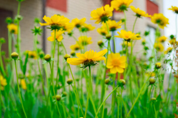 close-up - beautiful yellow flowers blooming near the house