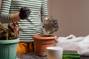 Woman watering soil in flower pot where the seeds are planted. Home potted greenery and flowers care concept. Copy space.