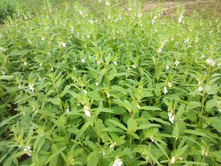 close up of fresh herbs