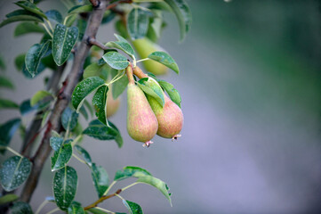 pears ripening on tree in summer image