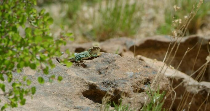 Wide Shot Collared Lizard on large rock with grass blowing in wind