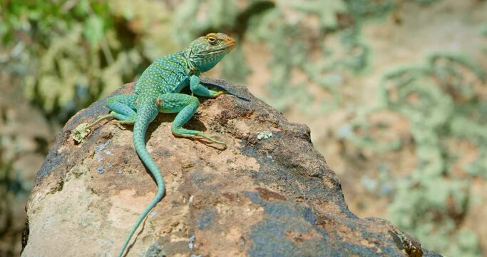 Collared Lizard on moss covered rock looking back at camera