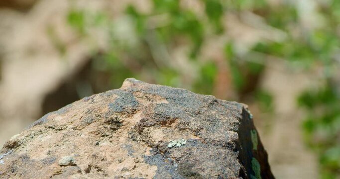 Profile of Collard Lizard scurries off of mossy rock