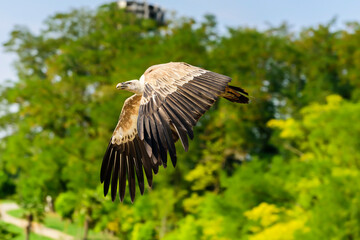 The griffon vulture (Gyps fulvus) is a large Old World vulture in the bird of prey family...