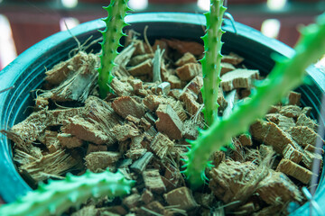 Coconut husk In a flower pot Used to increase drainage to trees.