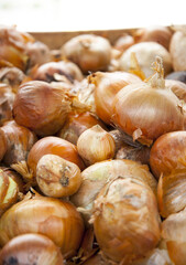 Yellow onion displayed for sale on a farmer market