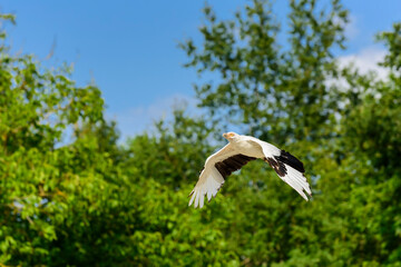 The palm-nut vulture in flight (Gypohierax angolensis).The only Southern African subregions to have the breeding resident pairs of Palm-nut vulture is South Africa and Mozambique.