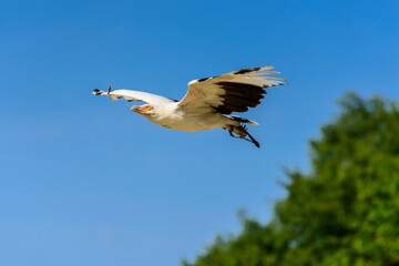 The palm-nut vulture in flight (Gypohierax angolensis).The only Southern African subregions to have the breeding resident pairs of Palm-nut vulture is South Africa and Mozambique.