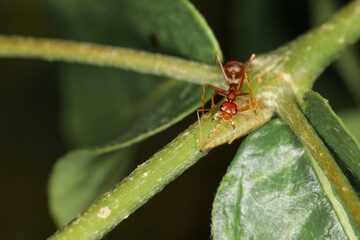 Close up red ant on green leaf in nature at thailand