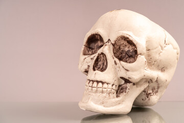 Artificial human skull on a colored background.