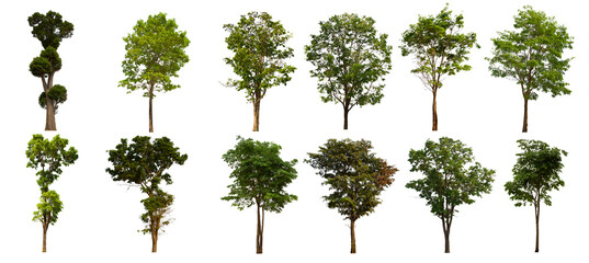 isolated tree green set is located on a white background. Collection of isolated tree green on white background Tropical tree