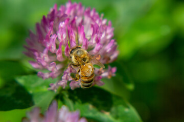 ムラサキツメクサとミツバチ