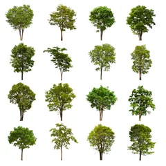 Fotobehang isolated tree green set is located on a white background. Collection of isolated tree green on white background Tropical tree © Warut